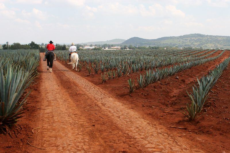 The tequila trail in Mexico